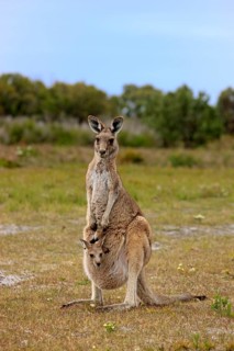 Eastern Grey Kangaroo (Macropus giganteus) female with joey looking out of pouch