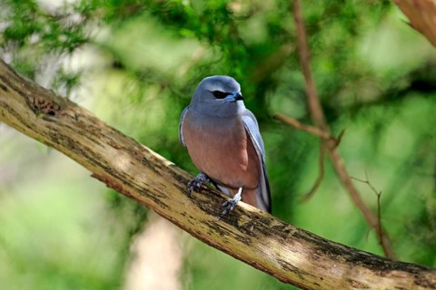 White-browed woodswallow (Artamus superciliosus)