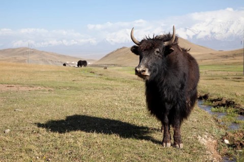 Yak (Bos mutus)