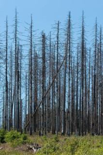 Dead spruce (Picea abies) infected and damaged by the European spruce bark beetle (Ips typographus)