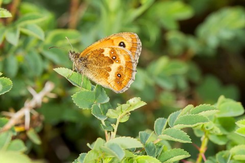 Gatekeeper butterfly (Pyronia tithonus)
