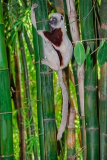 Coquerel's Sifaka (Propithecus coquereli)