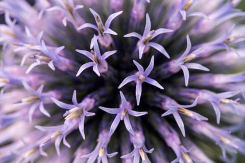 Globe thistle (Echinops)