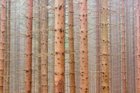 Spruce forest