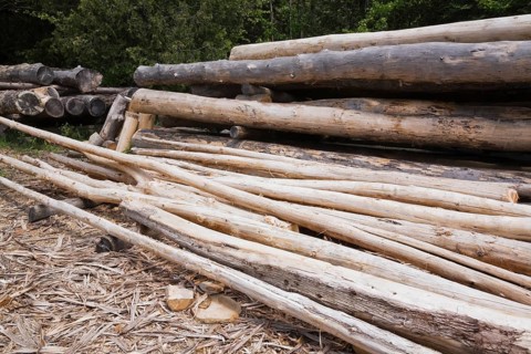 Stack of Eastern white pine tree logs