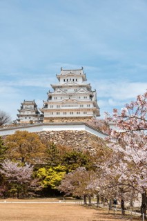 Blossoming cherry trees