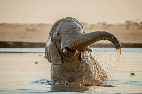 African elephant (Loxodonta africana) bathing in a waterhole