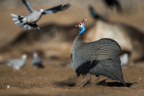 Helmeted guineafowl (Numida meleagris) and flying Ring-necked Doves (Streptopelia capicola)