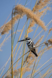 Pied kingfisher (Ceryle rudis) sits in reed