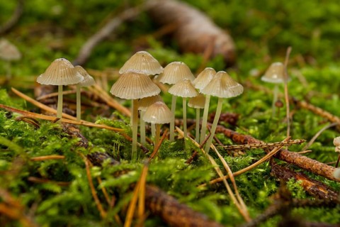 Mycena epipterigya mushrooms (Mycena epipterygia var. epipterygia)
