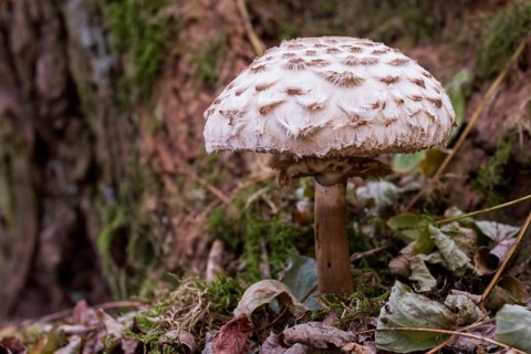 Parasol mushroom (Macrolepiota procera)