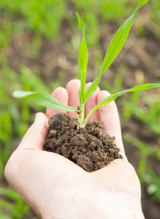 Hand holding a corn seedling