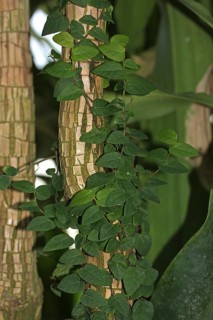 Dragon tree (Dracaena)