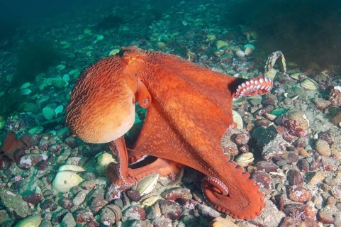 Giant Pacific octopus or North Pacific giant octopus (Enteroctopus dofleini)