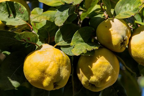 Quince (Cydonia oblonga) on the tree