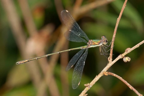 Western Willow Spreadwing (Lestes viridis) Untergroeningen