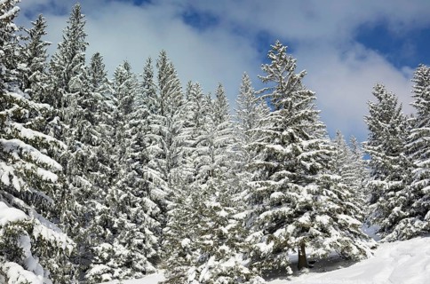 Snow-covered spruce trees (Picea abies)