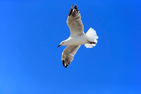 Silver Gull (Larus novaehollandiae)