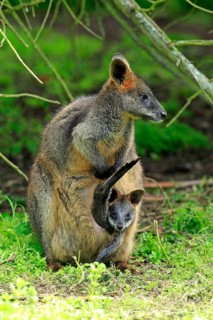 Swamp wallaby (Wallabia bicolor)