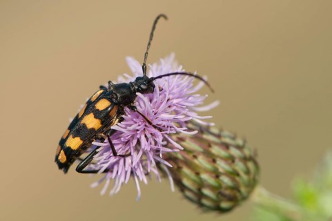 Capricorn beetle (Strangalia attenuata)