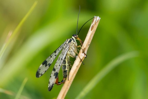 Scorpion Fly (Panorpa communis)