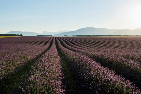 Lavender field