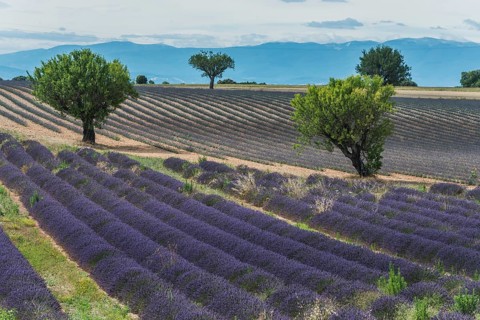 Blooming lavender field