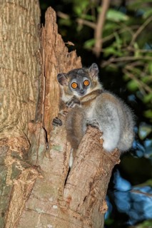 White-footed Sportive Lemur (Lepilemur leucopus) in a tree hole