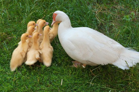 Muscovy Duck (Cairina moschata) with her ducklings