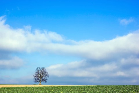 Landscape with tree