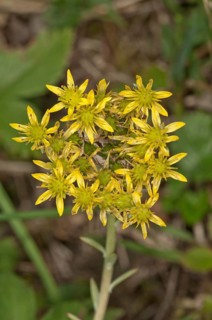 Reflexed Stonecrop (Sedum rupestre)