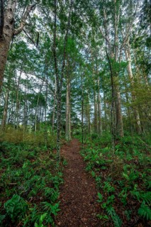 Path through Kauri Forest
