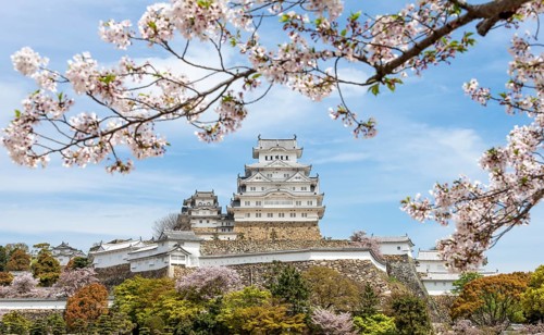 Blossoming cherry trees