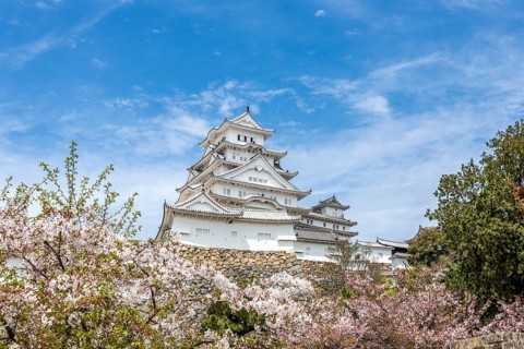 Blossoming cherry trees