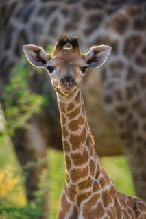 Angolan Giraffe (Giraffa camelopardalis angolensis)