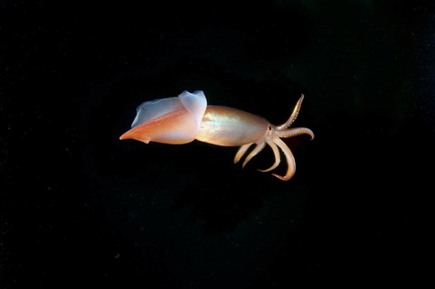 Japanese common squid or Japanese flying squid (Todarodes pacificus)