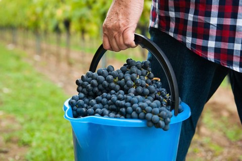 Winemaker or vintner harvesting grapes in his vineyard