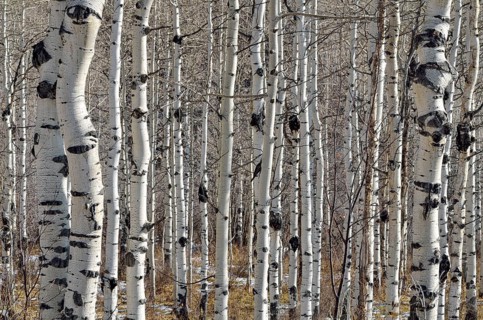 Trunks of Common Aspen or Quaking Aspen (Populus tremula)