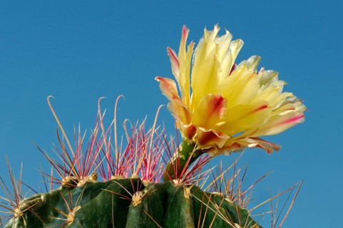 Yellow blossom of an Echinopsis hybrid