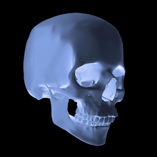 Human skull