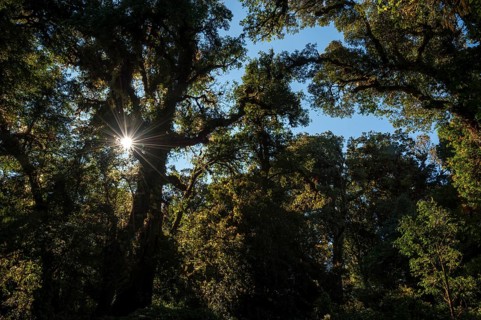 Backlit forest