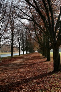 Tree-lined walk