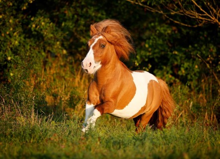 Shetland Pony