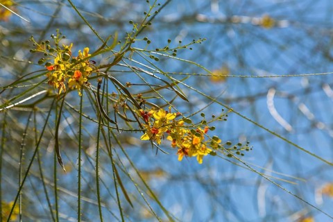 Poinciana