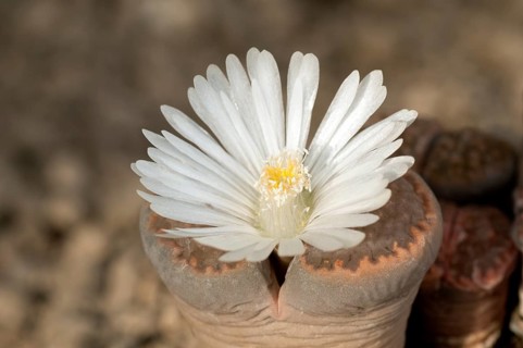 Blooming Lithops hallii