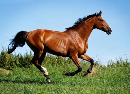 Brown mare