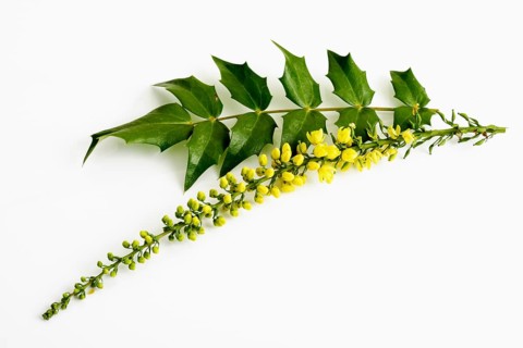 Oregon Grape (Mahonia)