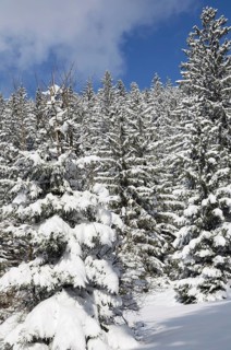 Snow-covered spruce trees (Picea abies)