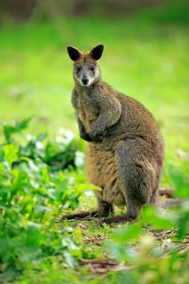 Swamp wallaby (Wallabia bicolor)