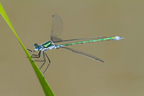 Emerald Damselfly (Lestes sponsa)